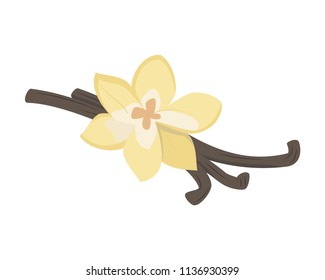 Vector vanilla illustration isolated in cartoon style. Herbs and Species Series