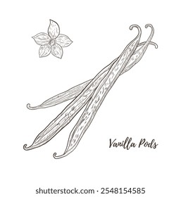 Vector vanilla pods line art illustration, graphic line art. Vanilla flower. Spice for mulled wine. Elegant line botanical illustration. Great for any designs, textile, art, walls, package