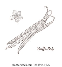 Vector vanilla pods line art illustration, graphic line art. Vanilla flower. Spice for mulled wine. Elegant line botanical illustration. Great for any designs, textile, art, walls, package