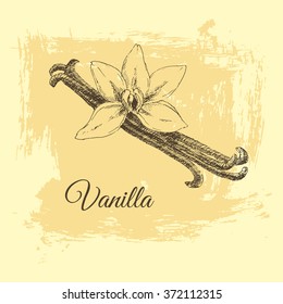 vector vanilla sketch drawing. exotic vintage designer template