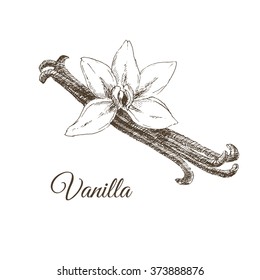 Vector Vanilla Sketch Drawing. Exotic Vintage Designer Template