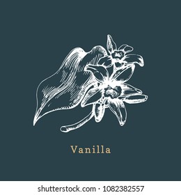 Vector vanilla sketch. Drawn spice herb. Botanical illustration of organic, eco plant. Used for farm sticker, shop label etc.