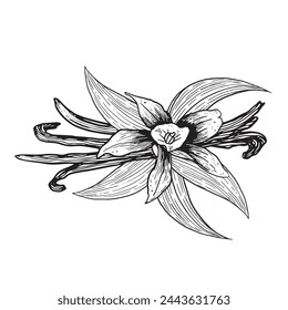 Vector vanilla sticks and flower with leaves hand drawn sketch. Vintage style