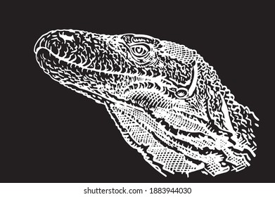 Vector varan isolated on black background, lizard,illustration
