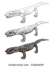 The vector of Varanus exanthematicus