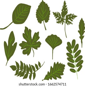 VECTOR VARIOUS KINDS OF LEAVES