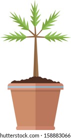 Vector various perennial plants in pot on isolated white background.