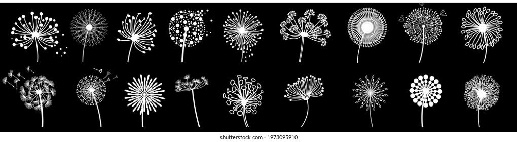 Vector of various silhouette  dandelion flower isolated on the black background, dandelion flowers