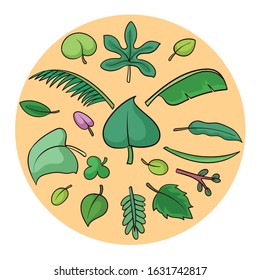 
Vector of various types of leaves in the tropics. There are coconut leaves, bananas, clover, mangoes and so on.