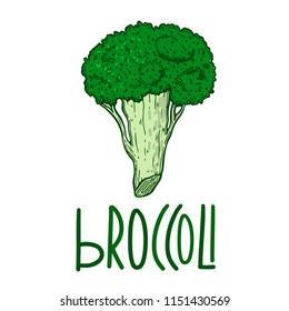 Vector with vegetable broccoli. For kitchen, for printing on textiles, phone case. Mix design for fabric and decor.Vitamin farm, drawing, product market. Hand draw illustration.