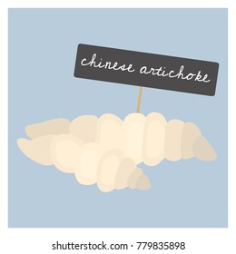 Vector Vegetable - Chinese artichoke