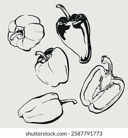 Vector vegetable doodle illustration of bell pepper. Hand-drawn garden harvest sketch. Organic farm graphics. Tasty food for design, veggie market drawing print, fabric or background.