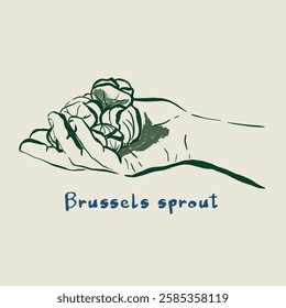 Vector vegetable doodle illustration of brussels sprout in your hands. Hand-drawn garden harvest sketch. Organic farm graphics. Tasty food for design, veggie market drawing print, fabric, background.