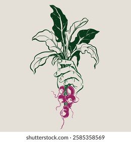 Vector vegetable doodle illustration of bunch of radishes in your hands. Hand-drawn garden harvest sketch. Organic farm graphics. Tasty food for design, veggie market drawing print, background.