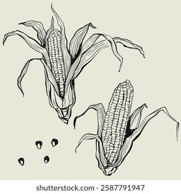 Vector vegetable doodle illustration of corn. Hand-drawn garden harvest sketch. Organic farm graphics. Tasty food for design, veggie market drawing print, fabric or background.