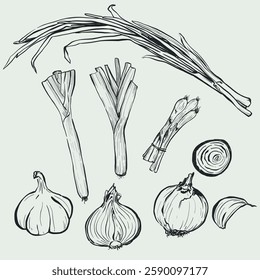 Vector vegetable doodle illustration of garlic, onion and green leek. Hand-drawn garden harvest sketch. Organic farm graphics. Tasty food for design, veggie market drawing print, fabric or background.