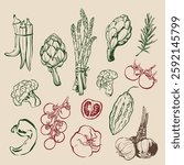 Vector vegetable doodle illustration of tomato, garlic, artichoke, okra, chili and asparagus. Hand-drawn garden harvest sketch. Tasty food for design, veggie market drawing print, fabric, background.