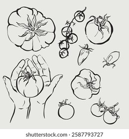 Vector vegetable doodle illustration of tomatoes. Hand-drawn garden harvest sketch. Organic farm graphics. Tasty food for design, veggie market drawing print, fabric or background.