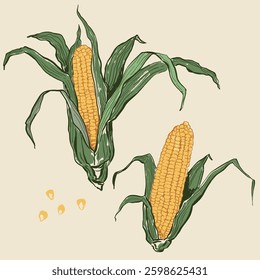 Vector vegetable doodle set of corn. Hand-drawn garden harvest. Organic farm graphics. Tasty food for design, veggie market drawing print, fabric or background.