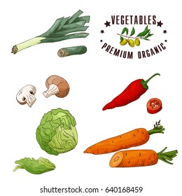 Vector vegetable element of leek, mushroom, chilli, iceberg lettuce, carrot. Hand drawn icon with lettering. Food illustration for cafe, market, menu design