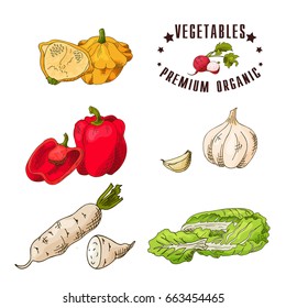 Vector vegetable element of squash, pepper, garlic, daikon, napa cabbage. Hand drawn icon with lettering. Food illustration for cafe, market, menu design