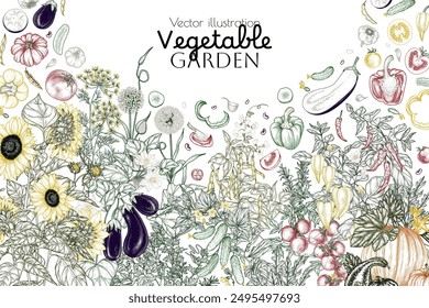 Vector vegetable garden border. Vegetables and greens. Tomatoes, cucumbers, eggplant, garlic, pumpkin, dill, rosemary, parsley, pepper, chili pepper, arugula, beans, sunflowers