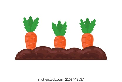 Vector vegetable garden isolated on a white background. Illustration of mature growing carrots in the garden on the garden bed. Carrot icon on the garden bed for gardening or farm.