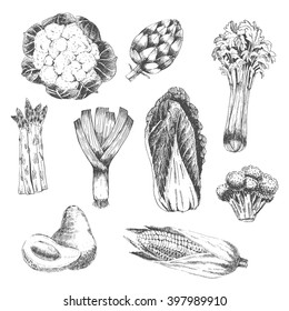 vector vegetable hand drawn collection - cabbage, asparagus, pumpkin, broccoli, leek, artichoke, avocado, corn