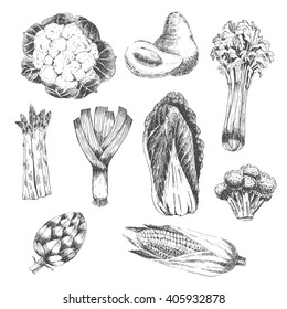 vector vegetable hand drawn collection - cabbage, asparagus, pumpkin, broccoli, leek, artichoke, avocado, corn. vegetable sketch. vegetable elements. fresh vegetables