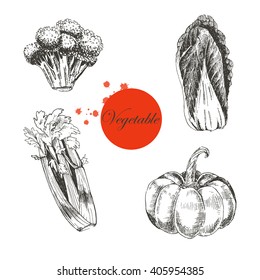 vector vegetable hand drawn elements. vegetarian healthy food diet. food icon sketch drawing. restaurant menu template. hand dawn broccoli, Chinese cabbage, celery, pumpkin