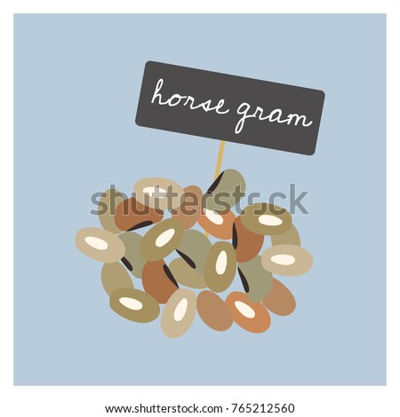 Vector Vegetable - Horse Gram