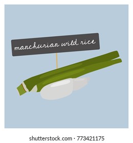 Vector Vegetable - Manchurian wild rice
