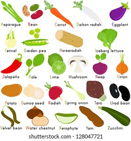 Vector of Vegetable Representing Alphabet A to Z - Dictionary for Kids - Asparagus, beans, carrot, daikon, eggplant, fennel, garden peas, etc. Set of cute colorful icon collection isolated on white