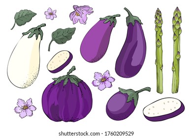 Vector vegetable set. Sketch. White, violet and purple eggplants with leaves and flowers, fresh green asparagus, sparrowgrass. Vector floral elements isolated on white background.