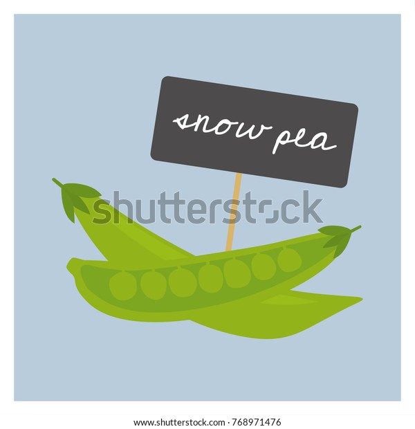 Vector Vegetable - Snow\
pea