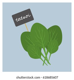 Vector Vegetable - Tatsoi