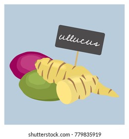 Vector Vegetable - Ullucus