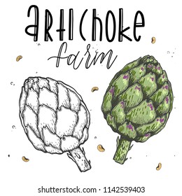 Vector vegetables artichoke in a realistic sketch style. Healthy food, natural product, vegetable farm, vegan food, sports nutrition. Vintage illustration. Color and black line. Text