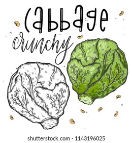 Vector vegetables cabbage in a realistic sketch style. Healthy food, natural product, vegetable farm, vegan food, sports nutrition. Vintage illustration. Color and black line. Text