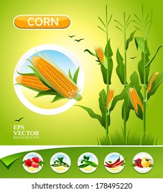 Vector vegetables. Corn