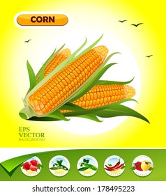 Vector vegetables. Corn