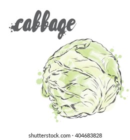 Vector vegetables. Food. Stock meal. Cabbage.