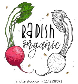 Vector vegetables radish in a realistic sketch style. Healthy food, natural product, vegetable farm, vegan food, sports nutrition. Vintage illustration. Color and black line. Text