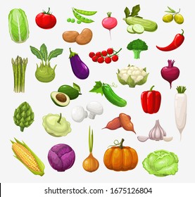 Vector vegetables and salads. Tomato, pepper and broccoli, onion and pea, cabbage and zucchini, chilli, garlic and radish, cauliflower, mushroom and pumpkin, corn, olives, eggplant and avocado