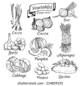 Vector vegetables set 1, pumpkin, potatoes, onions, garlic, cabbage, beets, garlic, kabachek, asparagus