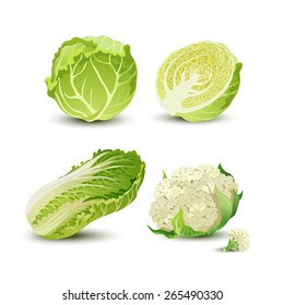 Vector vegetables set with cabbage, cauliflower and Chinese cabbage