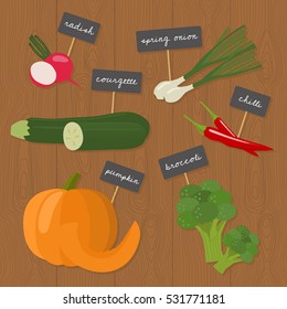 Vector Vegetables Set - radish, spring onion, courgette / zucchini, chilli, pumpkin, broccoli