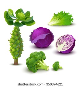 Vector vegetables set with red cabbage, broccoli, kale and brussels sprouts. Isolated.