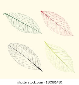 Vector veins of plants