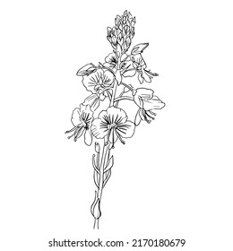 vector veronica flowers isolated on a white background. Botanical illustration of veronica flowers in linear style.
